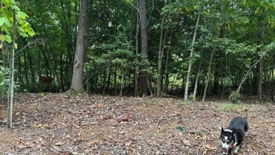Optical illusion: Only people with large observational skills can find the deer in this image | Today news