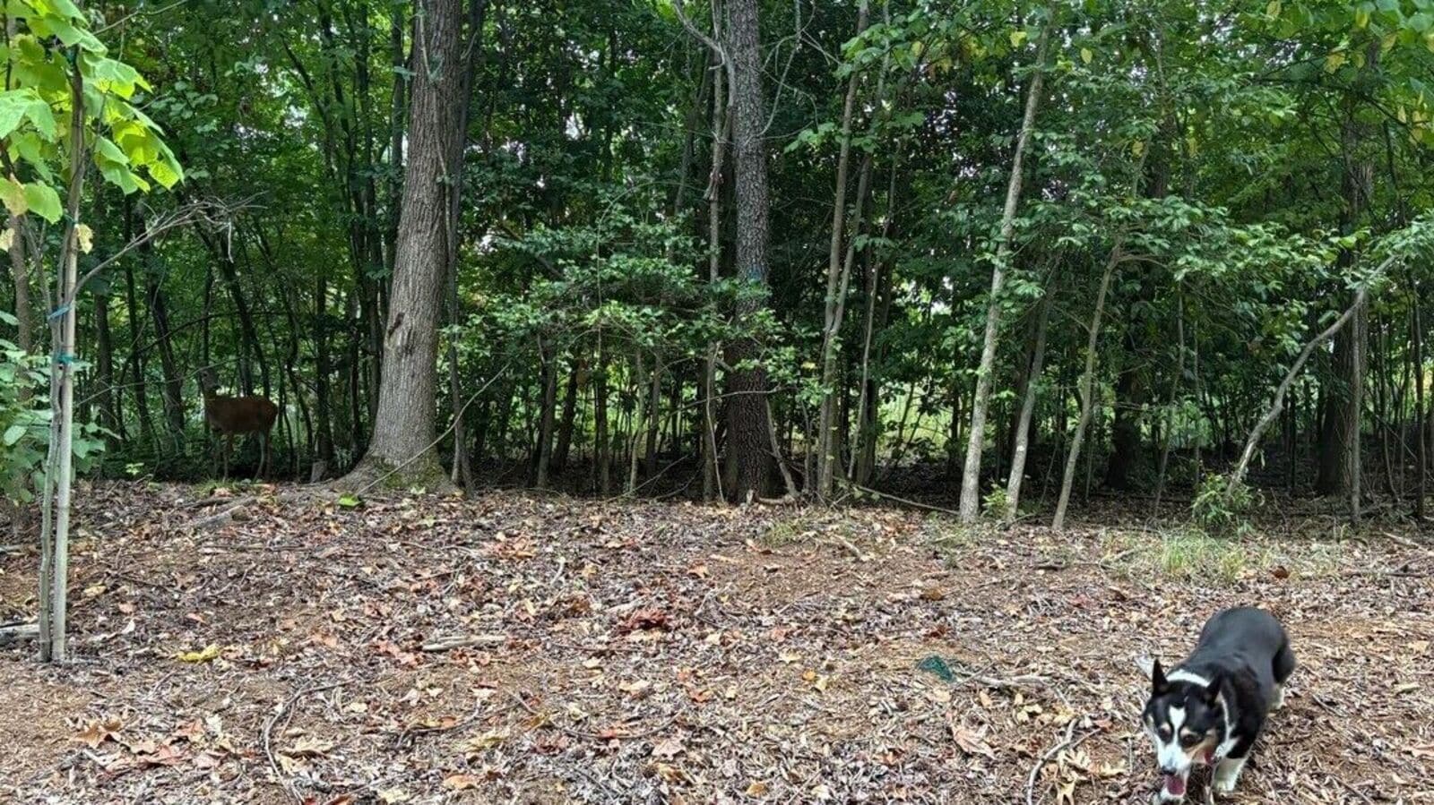 Optical illusion: Only people with large observational skills can find the deer in this image | Today news