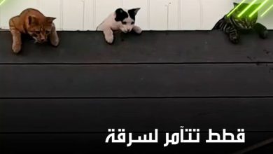 سرقة طريفة.. لقطة مضحكة تظهر مجموعة من القطط وهي تترقب وتخطط لسرقة الأسماك من صنارة صياد تركي،…