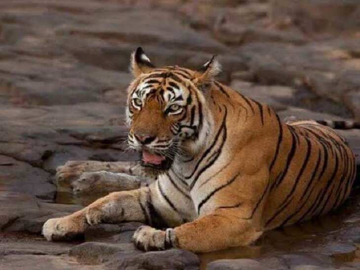 Historical Monument built in memory of ‘Fish’ Tigress of Ranthambore in Sawai Madhopur, Bos Minister who was inaugurated at Jogi Mahal Gate