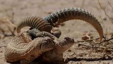 These shadows of death are hidden in Thar’s sand! In these 3 minutes leaked footage knows about the dangerous animals that can take life within a moment
