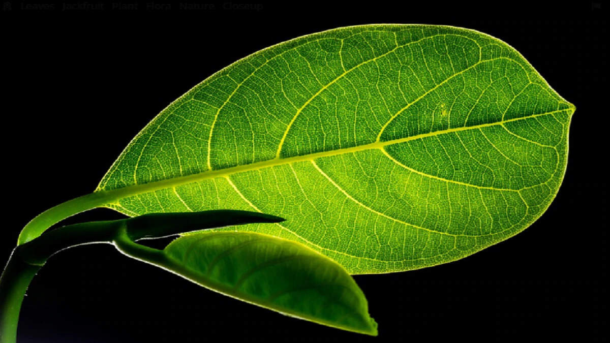 You may also know about this unique plant that is forced to commit suicide if you are touched