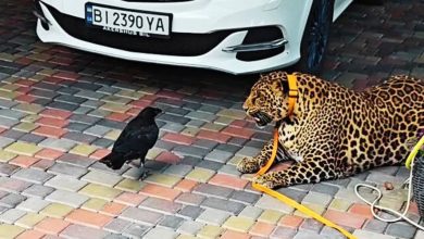 Viral Video: Jaguar lost before the courage of the crow, watch the bird take out