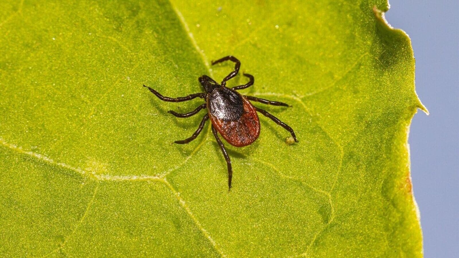 What is Lyme disease with which Justin Timberlake was diagnosed? Symptoms and more | Mint