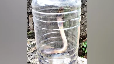 Kishore’s death due to Kobra Snake Bite in Reasi in Jammu and Kashmir, student studied in Class 10 – Tragic Snake Bite 16 -year -old boy dies in Reasi