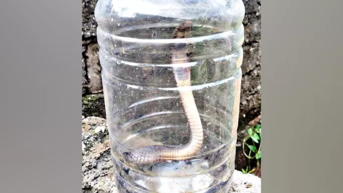 Kishore’s death due to Kobra Snake Bite in Reasi in Jammu and Kashmir, student studied in Class 10 – Tragic Snake Bite 16 -year -old boy dies in Reasi