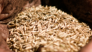 In which country is 70% cumin of the world?