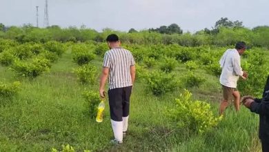 The former Rewa army man showed a new farm and realized the poem of Dushyant Kumar