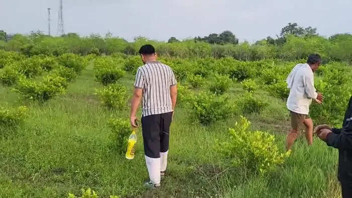 The former Rewa army man showed a new farm and realized the poem of Dushyant Kumar