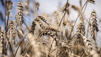 The most important wheat producers in the world delay the rate of export