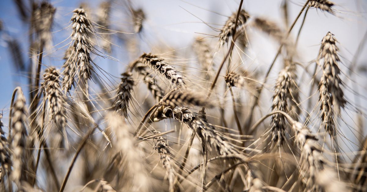 The most important wheat producers in the world delay the rate of export
