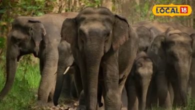 281 Farmers will receive compensation, elephants have destroyed the crop during 3 years