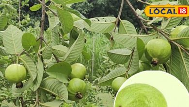 Amrud Ki Kheti: No less than ATM, this pink guava, planting trees by planting trees, notes for 20 years, 3 seasons in 1 year