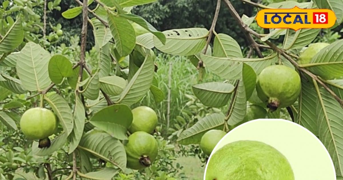 Amrud Ki Kheti: No less than ATM, this pink guava, planting trees by planting trees, notes for 20 years, 3 seasons in 1 year