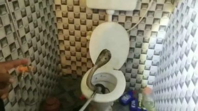 Careful family’s life in the bathroom, video has become viral