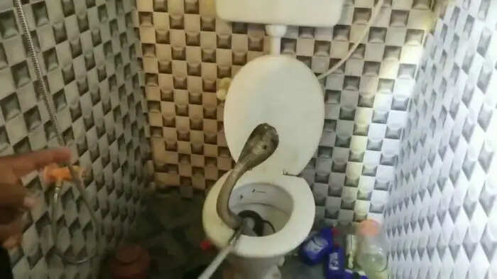 Careful family’s life in the bathroom, video has become viral