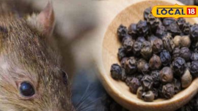 Tips and tricks: Rats put their nose in the nose …? Wipe out the rat with this little trick, learn how