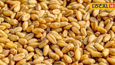 Tips and Tricks: Wheat won’t get mite and worm, these tips of grandma are of great use, long grains will be safe