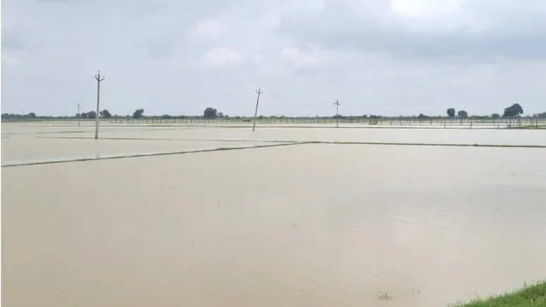 Monsoon in Rajasthan’s Hadoti section water, water according to the farmers’ expectations, Kharif has great losses crops