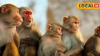 If you are upset about monkeys then take on these five effective ways .. monkey won’t wander around in your home