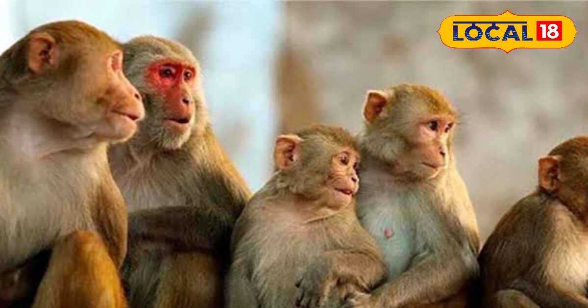If you are upset about monkeys then take on these five effective ways .. monkey won’t wander around in your home