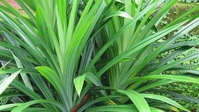 Never eat pandan leaves?