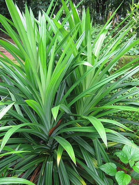 Never eat pandan leaves?