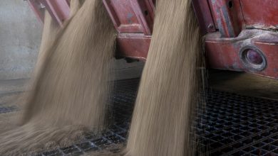 The price of wheat drops near the lowest level in 5 years, amid the increasing offer