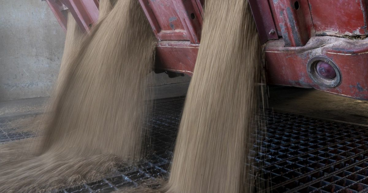 The price of wheat drops near the lowest level in 5 years, amid the increasing offer