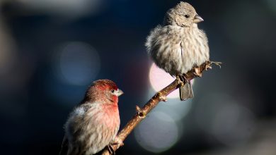 These 10 birds are examples of beauty