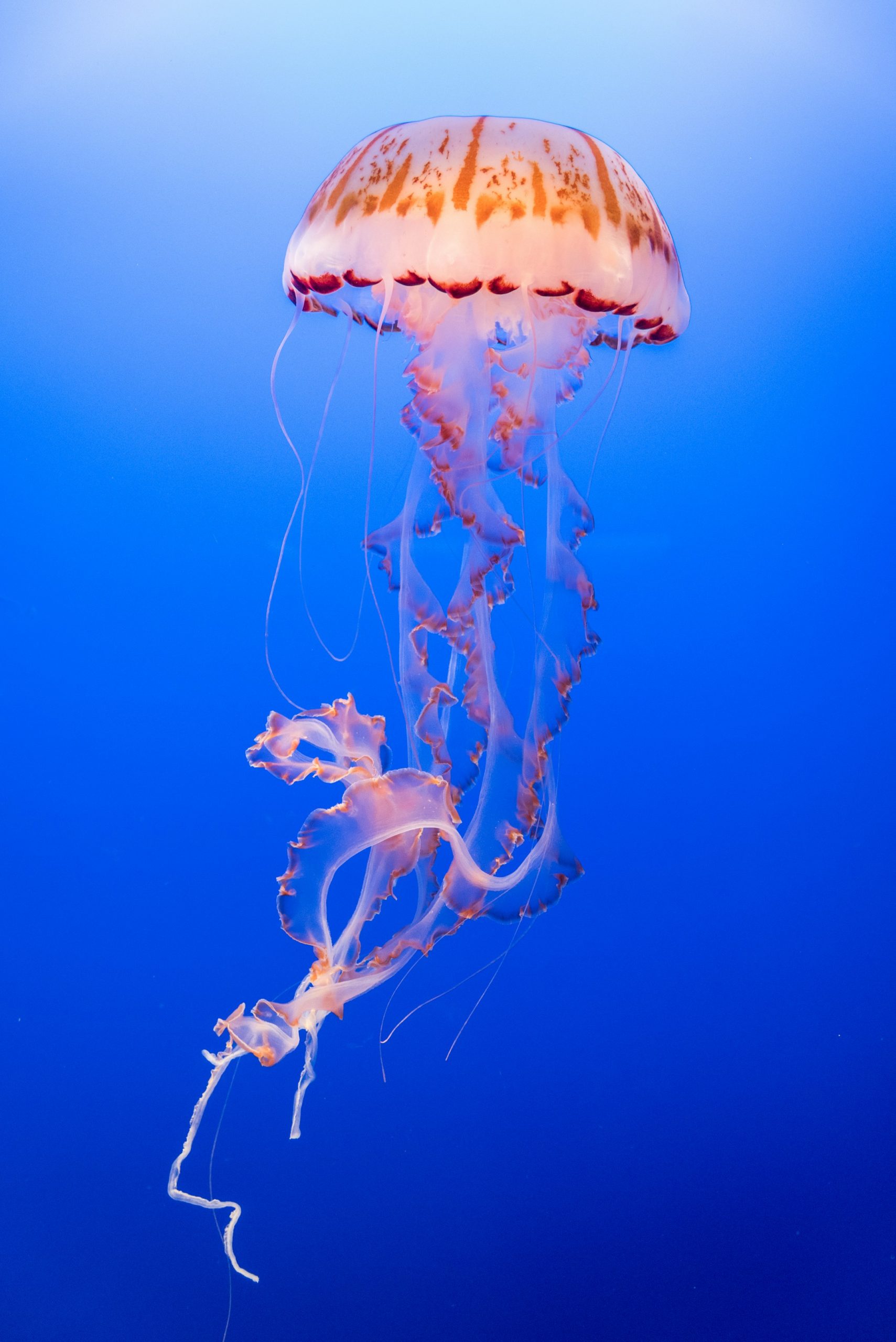 10 sea creatures whose length shock