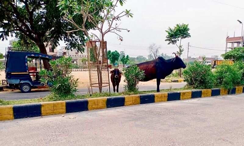 Kurukshetra -District Administration will take legal action against those who leave livestock on the roads