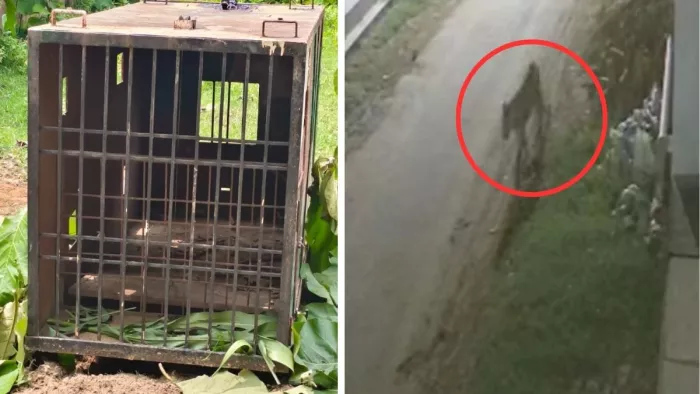Leopard search operation: Whether there is a leopard in Gorakhpur or not, the forest division will be beaten; Six teams that patrol day and night – Gorakhpur Leopard Scare Forest Department on Warning Latest News