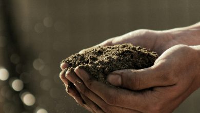 These are the benefits of fogs made from kitchen waste