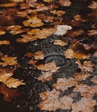 Take these ten precautions during the rainy season