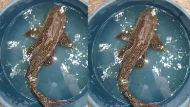 Strange fish: 4 eye fish found in Buxar, crowds collecting from people who are surprised; Photo -Video viral – a fish with four eyes and strange color in the floodwater that creates curiosity in the village