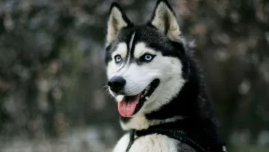 Pet Husky became a young man sitting in his car, Rafuchakkar … When what the dog owner did, he would surprise – ncr lost dog in Faridabad found that the owner’s reward for Huskys Return
