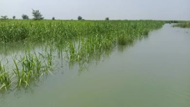 Upstream: Floods in the Sharda River entered the towns, 6 crore crops are underwater in Palia; Farmers upset – Lakhimpur Khiri -News flooded in Sharda River Impacts Villages