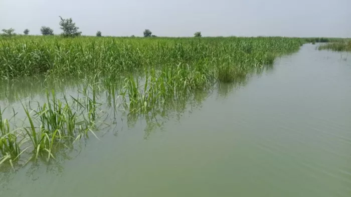 Upstream: Floods in the Sharda River entered the towns, 6 crore crops are underwater in Palia; Farmers upset – Lakhimpur Khiri -News flooded in Sharda River Impacts Villages