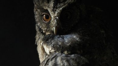 Why do owls sleep during the day?