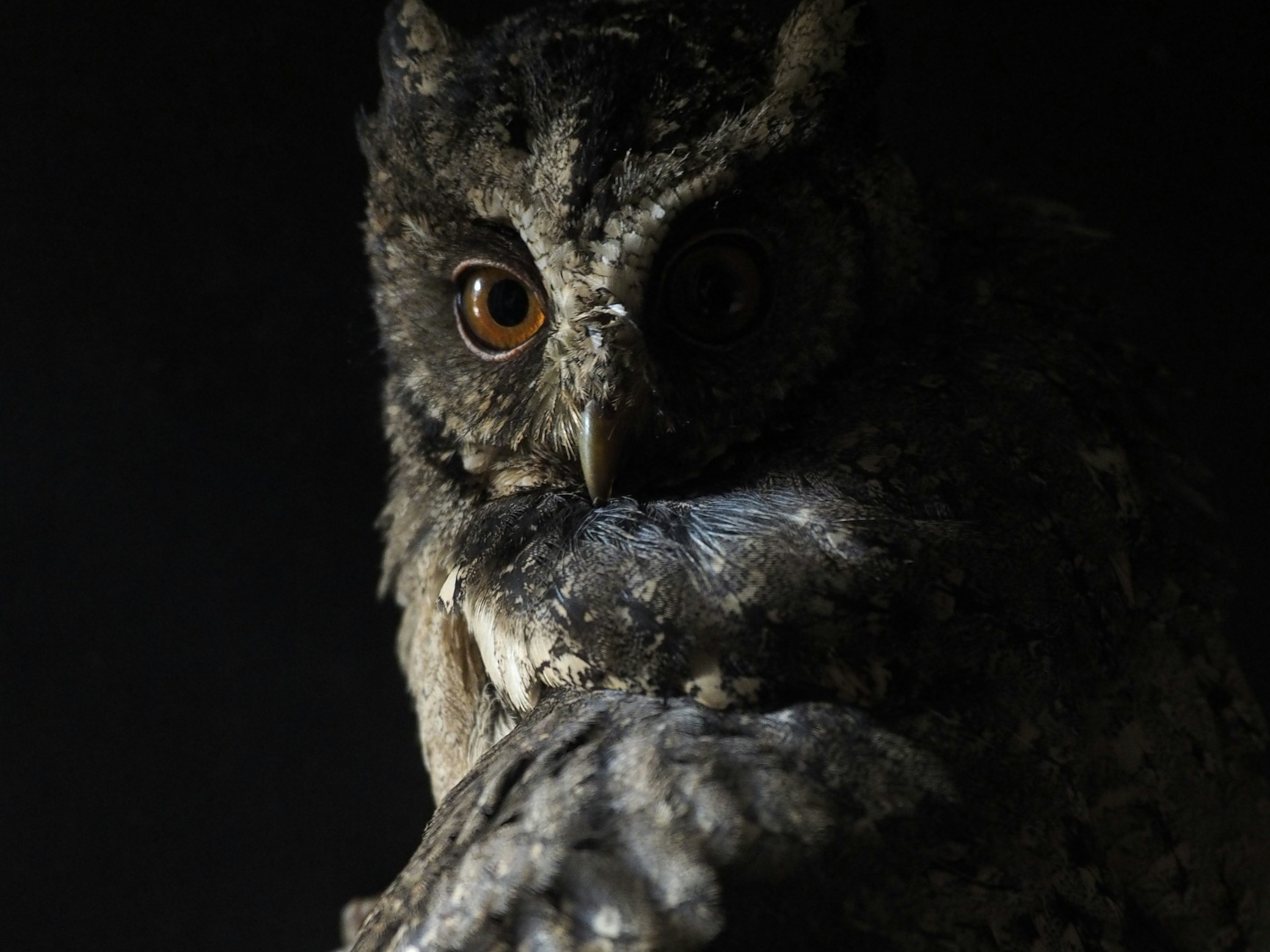 Why do owls sleep during the day?