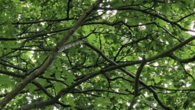 Optical illusion: Only people with 20/20 vision can find the hidden bird within 10 seconds