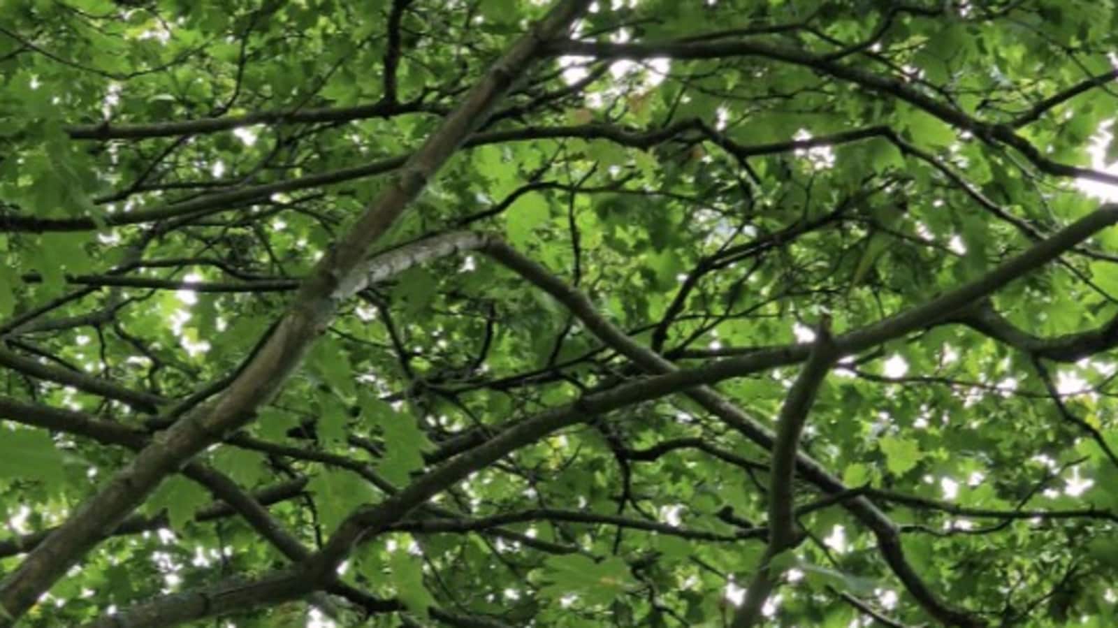 Optical illusion: Only people with 20/20 vision can find the hidden bird within 10 seconds