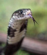 What to do if a snake bites in the spring?