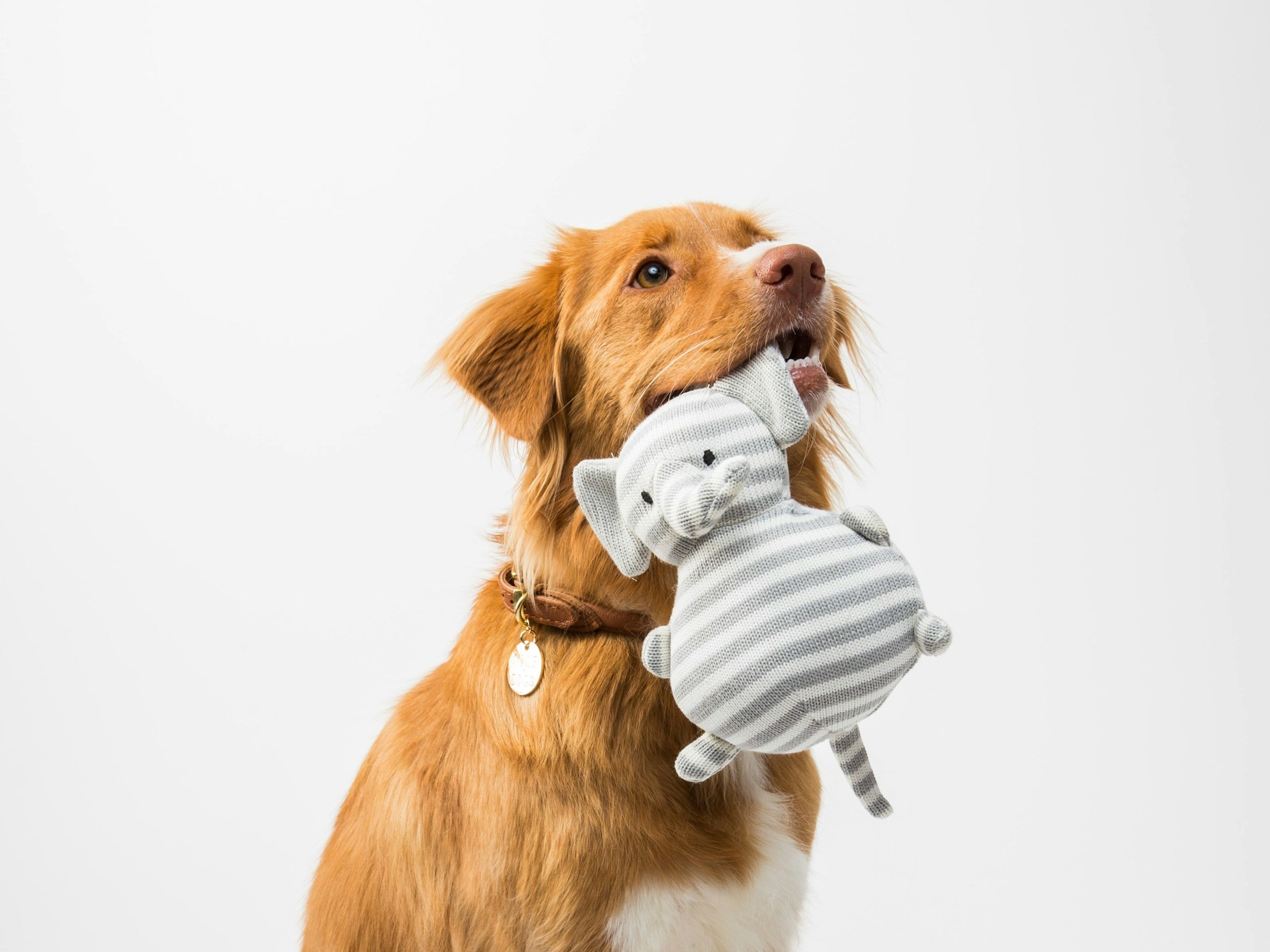 The right way to train pets