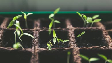 These 8 plants thrive without seeds