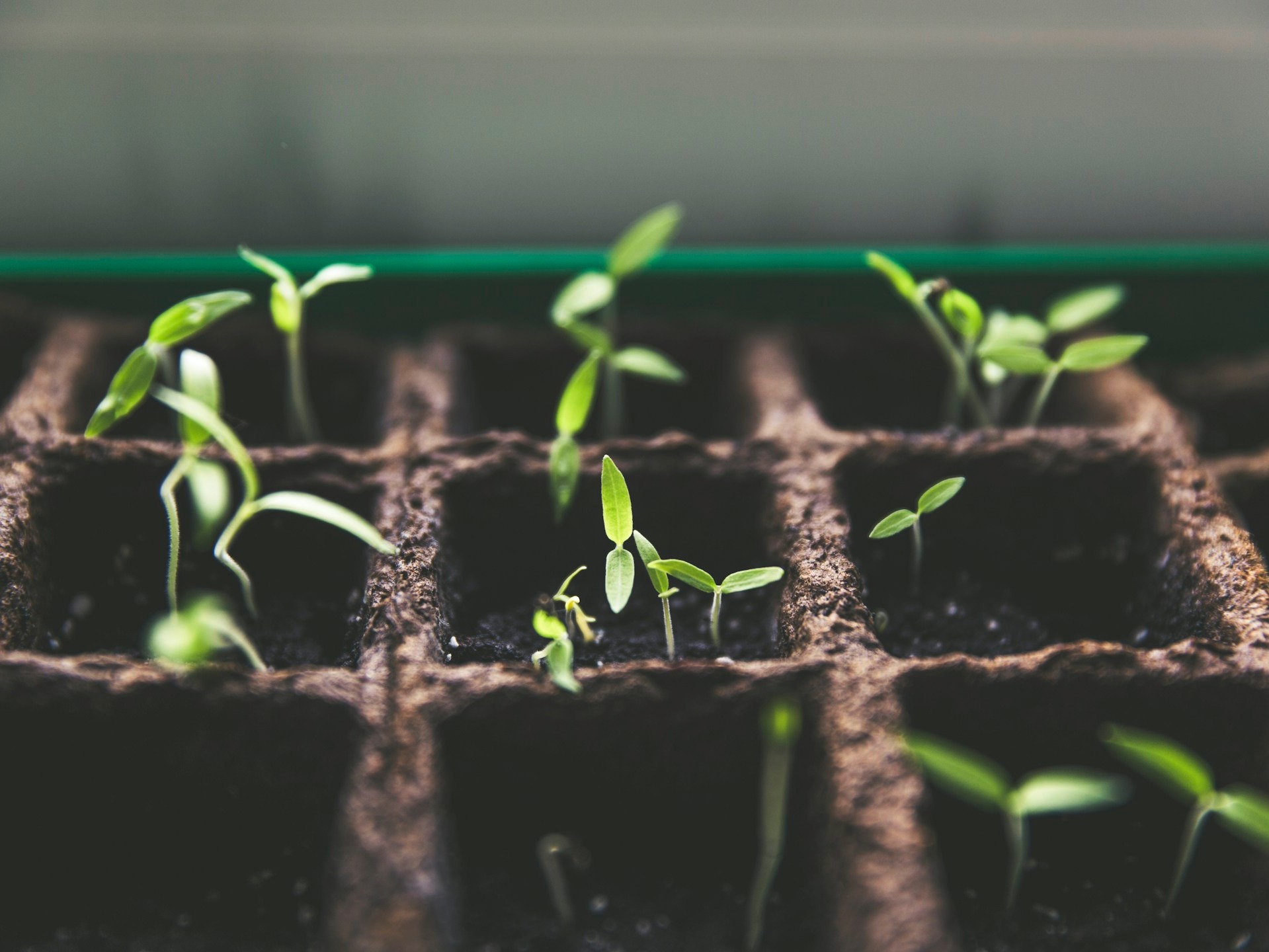 These 8 plants thrive without seeds
