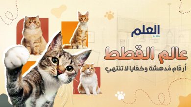 أسرار من عالم القطط نرويها لكم في #اليوم_العالمي_للقطط
