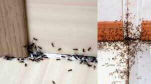 Upset by ants in the home, taking on this easy recipe of vinegar and water will get relief immediately