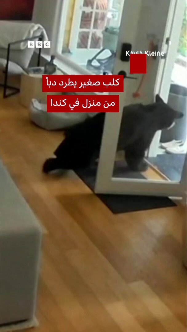 كلب صغير يطرد دباً من منزل في كندا